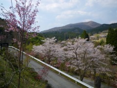 酔うほどにサクラ