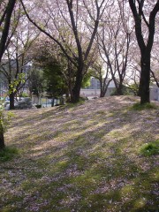桜の絨毯