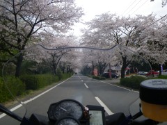 桜のトンネル