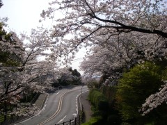 菊池公園の桜