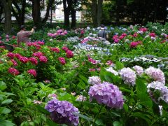 筥崎宮あじさい苑