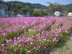 コスモス満開