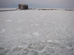 網走港のハスの葉氷