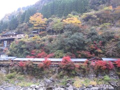 紅葉