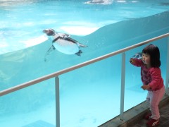 ペンギン