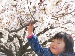 桜の木の下で