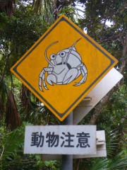 オカヤドカリに注意!