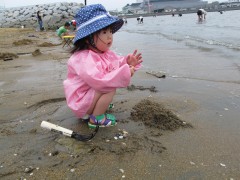 貝掘り中