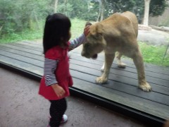 なっちゃん、ライオンを「いい子、いい子」