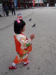鳩を追います…