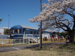 ナハネフ22と桜