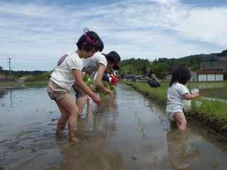 田植え!
