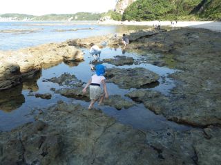 潮だまりで海の生き物探し中