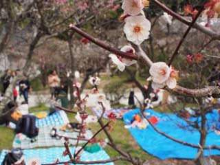 梅の花