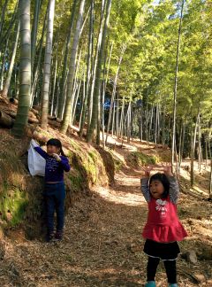 キレイに手入れされた立派な竹林に喜ぶ子供たち