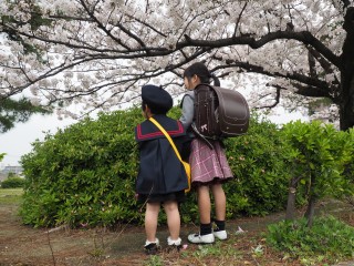 桜の木の下で