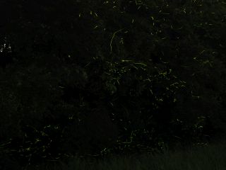 乱舞に見えるのは素晴らしい