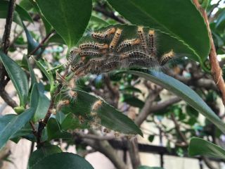 チャドクガ