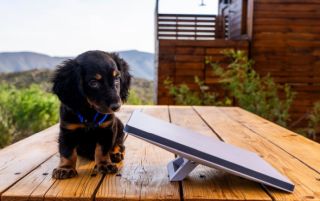 Starlink MINIと子犬のサイズ比較
